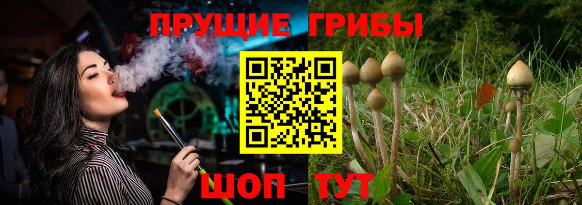 Галлюциногенные грибы Psilocybe Пятигорск